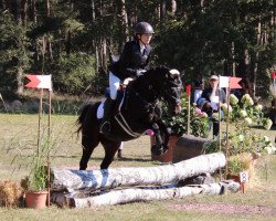 eventing horse Jeremy 64 (Pony without race description, 2015)