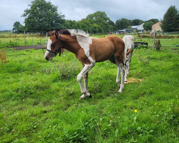 Pferd Amina Mescalera (Pinto/Pony, 2023, von Mescalero 29)