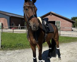 dressage horse Bellagio PK (Hanoverian, 2016, from Belissimo NRW)