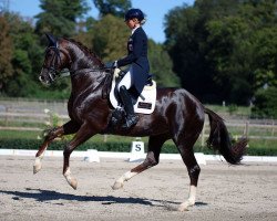 dressage horse Quatre-Quarts A L' Orange (Hanoverian, 2014, from Quaterhall)