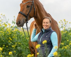 dressage horse Great Gatsby 29 (Rhinelander, 2016, from Governor-Str)