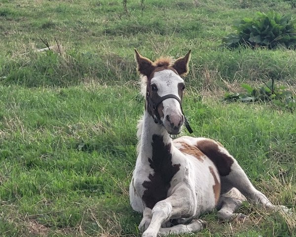 Pferd Farina Mescalera (Pinto/Kleines Reitpferd, 2023, von Mescalero 29)