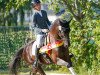 dressage horse Magic Moment GD (Austrian Warmblood, 2019, from Morricone)