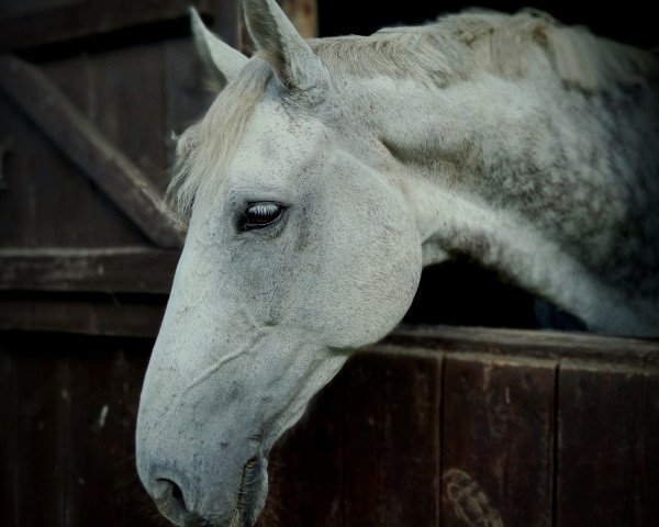Dressurpferd Call Me Caillou (Deutsches Sportpferd, 2011, von Cyper Space)