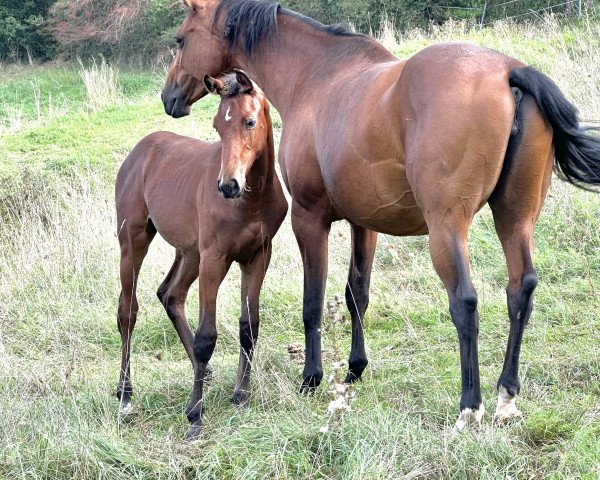 Springpferd Uno‘s Kir Royal (Deutsches Sportpferd, 2023, von Uno I)