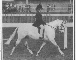 Zuchtstute Treharne Valencia (British Riding Pony, 1973, von Bwlch Valentino)