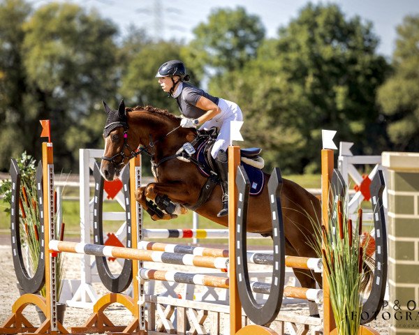 Springpferd RSB Dorfrocker (Deutsches Reitpony, 2019, von Diamond Touch NRW)