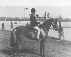 Pferd Piran Sweet Honesty (British Riding Pony, 1977, von Piran John Halifax)