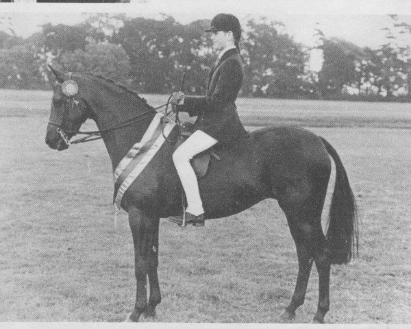 horse Lechlade Violet (British Riding Pony, 1974, from Bwlch Valentino)