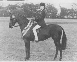 Pferd Lechlade Violet (British Riding Pony, 1974, von Bwlch Valentino)