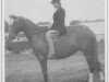 broodmare Cusop Celebrity (British Riding Pony, 1957, from Bwlch Valentino)