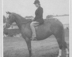 broodmare Cusop Celebrity (British Riding Pony, 1957, from Bwlch Valentino)