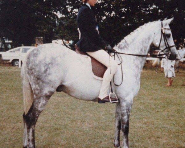 horse Kilbees Cranbourne Tower (British Riding Pony, 1972, from Bwlch Hill Wind)