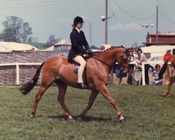 Pferd Small-Land Otto (Welsh Partbred, 1971, von Downland Romance)
