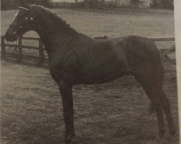 stallion Trellech Moonsprite (British Riding Pony, 1981, from Binghams Bivouac)