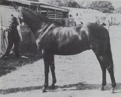 horse Cusop Dignified (British Riding Pony,  , from Cusop Flamingo)