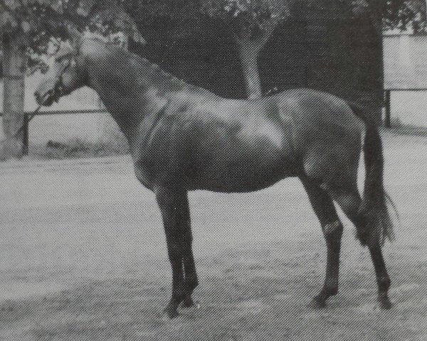 Deckhengst Rosslayne Blue Peter (British Riding Pony, 1977, von Westwind of Turnberry)