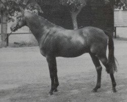 stallion Rosslayne Blue Peter (British Riding Pony, 1977, from Westwind of Turnberry)