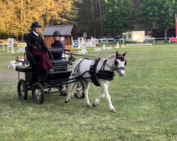 broodmare Jacky 364 (German Classic Pony, 2017, from Just Dance vom Regenbogen)