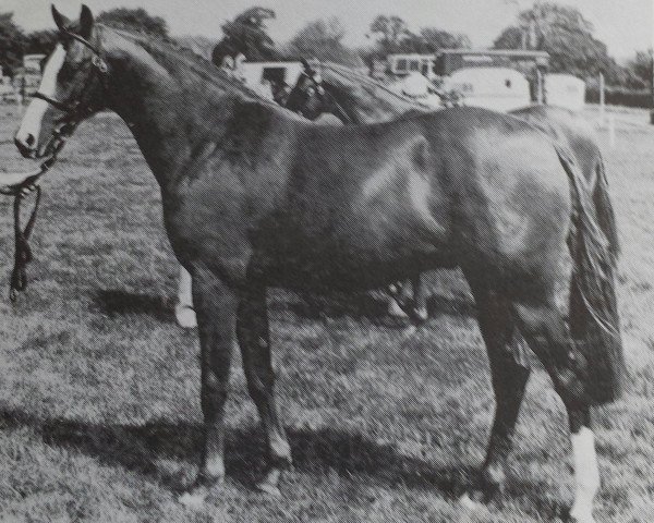 Deckhengst Sarnau Golden Falcon (British Riding Pony, 1971, von Sarnau Golden Cloud)