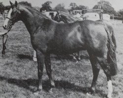 stallion Sarnau Golden Falcon (British Riding Pony, 1971, from Sarnau Golden Cloud)