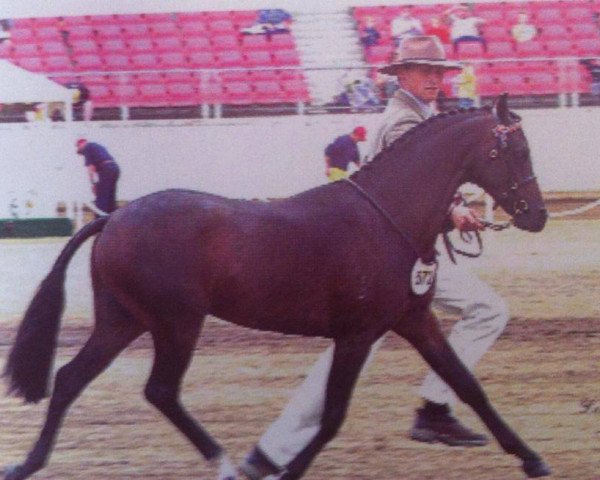 horse Courtland Boy Blue (British Riding Pony,  , from Whalton Touch o'the Blues)