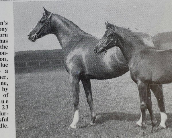 Zuchtstute Daldorn Charmaine (British Riding Pony, 1964, von Champagne)