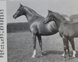 broodmare Daldorn Charmaine (British Riding Pony, 1964, from Champagne)