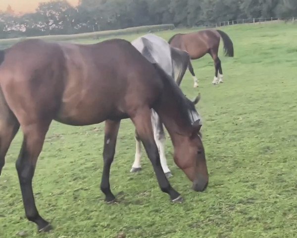 Springpferd Stakkato‘s Halunke (Westfale, 2022, von Stakkato Gold)