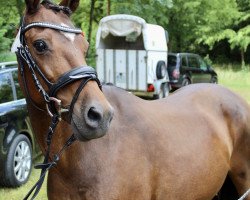 Springpferd Nele 163 (Deutsches Reitpony, 2008, von Churchill)