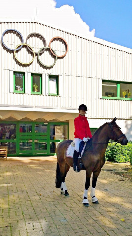 dressage horse Park's Topic (German Riding Pony, 2000, from Troubadour)