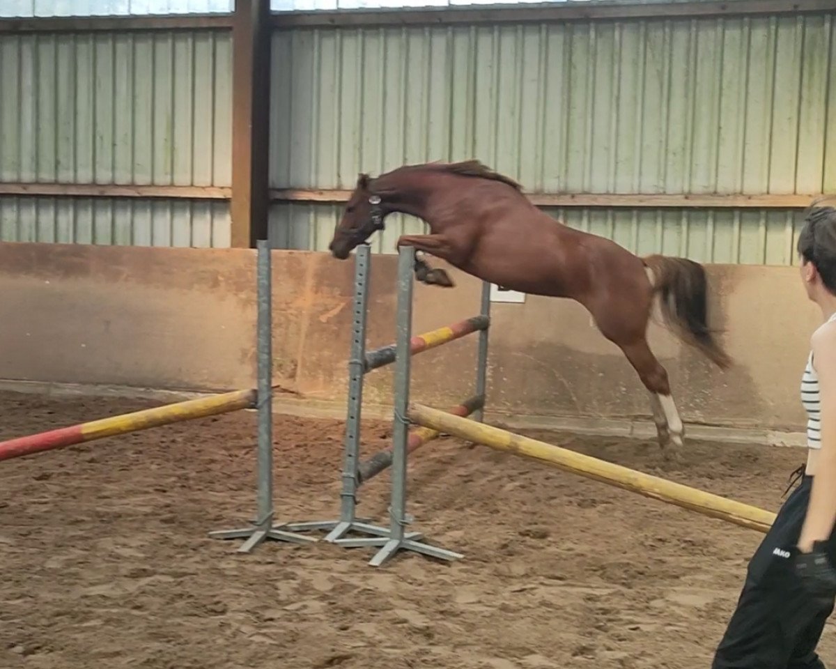 broodmare Malou (German Riding Pony, 2019, from Mason 4)