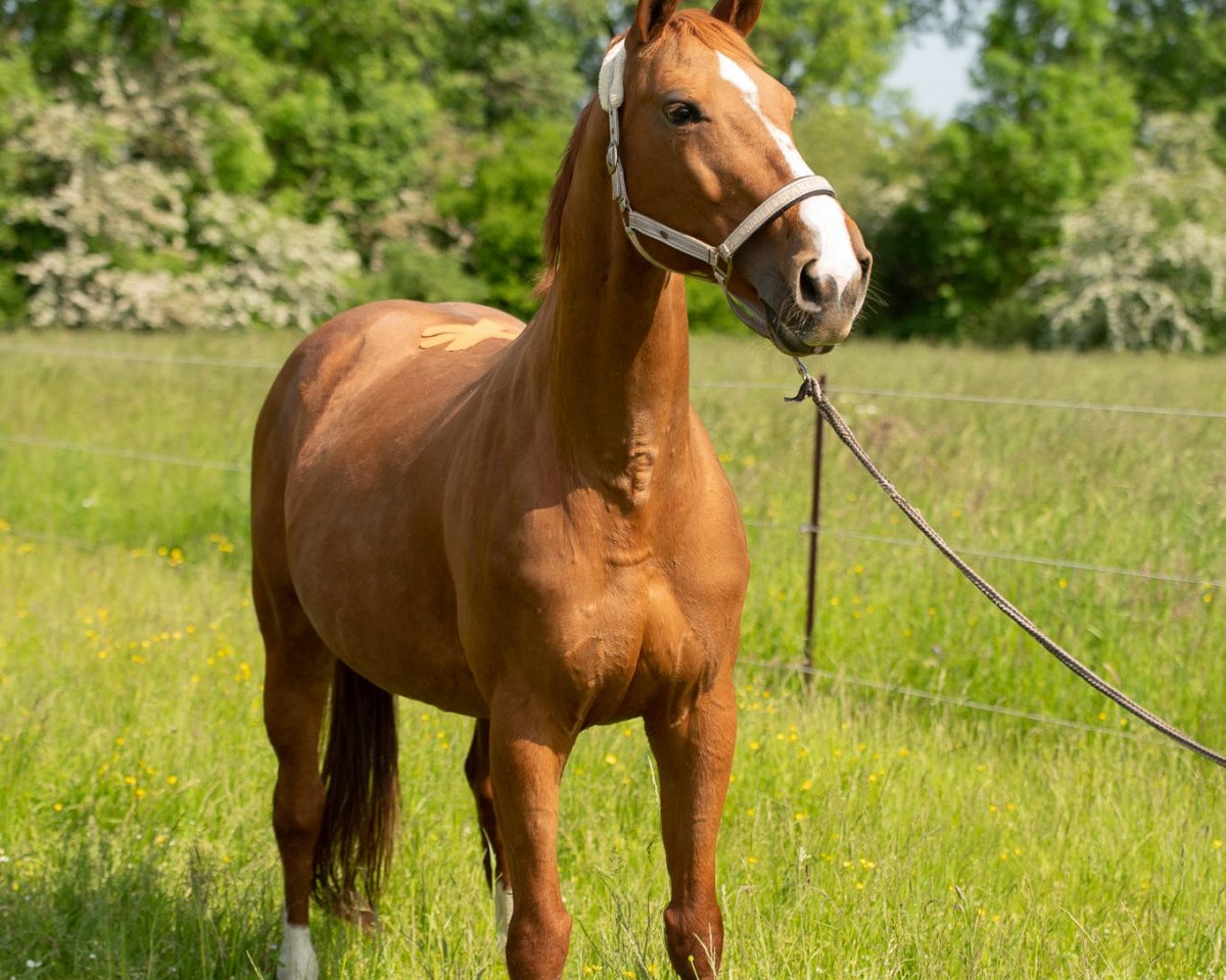 Springpferd Quick Step 83 (Zweibrücker, 2011, von Qui Lago)