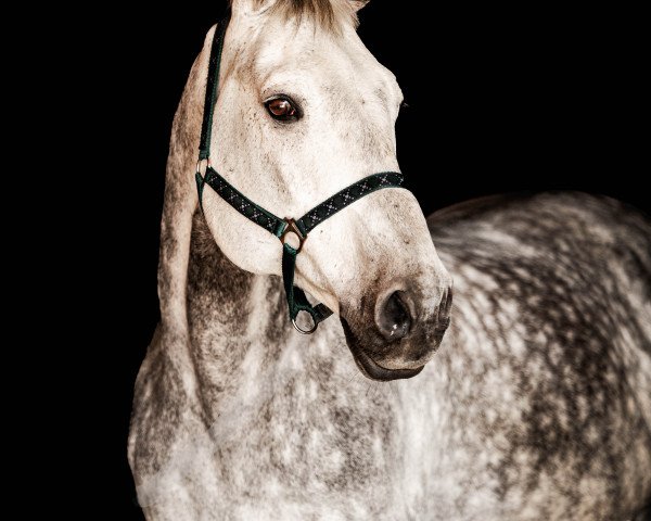 Pferd Correano (Holsteiner, 2008, von Corrado II)