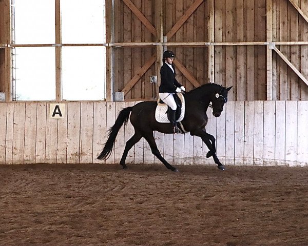 dressage horse Quando T (Oldenburg, 2018, from Quantensprung 3)