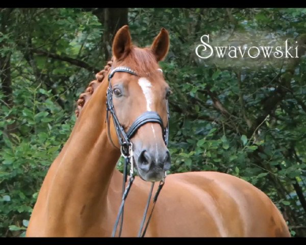 dressage horse Swavowski (Westphalian, 2007, from Sir Donnerhall I)