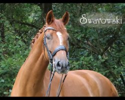 dressage horse Swavowski (Westphalian, 2007, from Sir Donnerhall I)