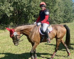 eventing horse Bobby Bear xx (Thoroughbred, 2017, from Watar xx)