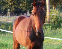 dressage horse Blink Miss Glory (German Sport Horse, 2022, from By your Side 3)