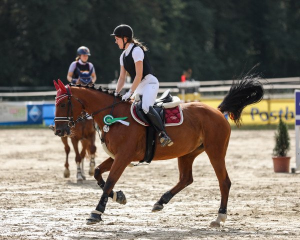dressage horse It's easy SB (Westphalian, 2014, from Inliner)