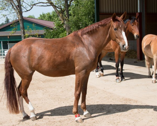 dressage horse Da Mila (Hanoverian, 2016, from Diamond Hit)