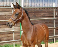 broodmare Lambada Royal (Holsteiner, 2018, from Rubin Royal OLD)