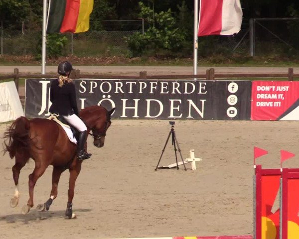Reitturnier Westergellersen 2023
