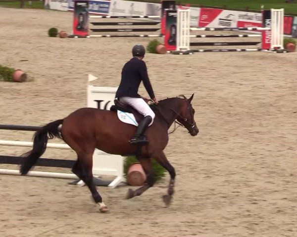 Reitturnier Westergellersen 2023