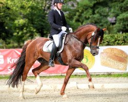 dressage horse Edward P. Newgate (Westphalian, 2018, from Erdinger)