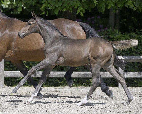 Springpferd Etoile Filante d'Argilla Z (Zangersheide Reitpferd, 2023, von Emerald van 't Ruytershof)