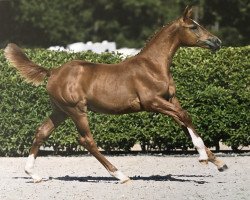 jumper Coyotta d'Argilla Z (Zangersheide riding horse, 2023, from Colorit)