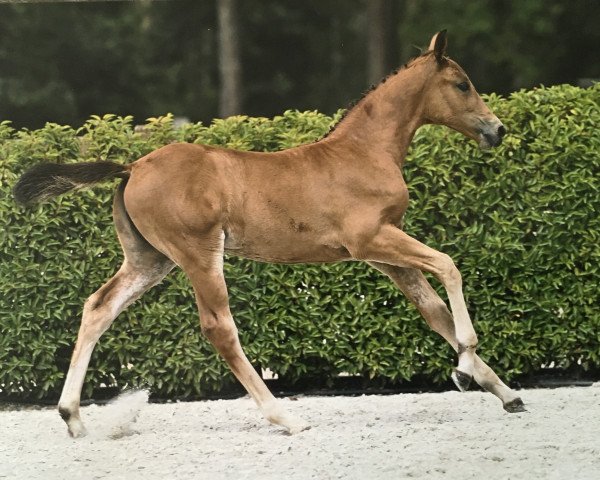 jumper Chicke Tiete d'Argilla Z (Zangersheide riding horse, 2023, from Chaccos' Son)