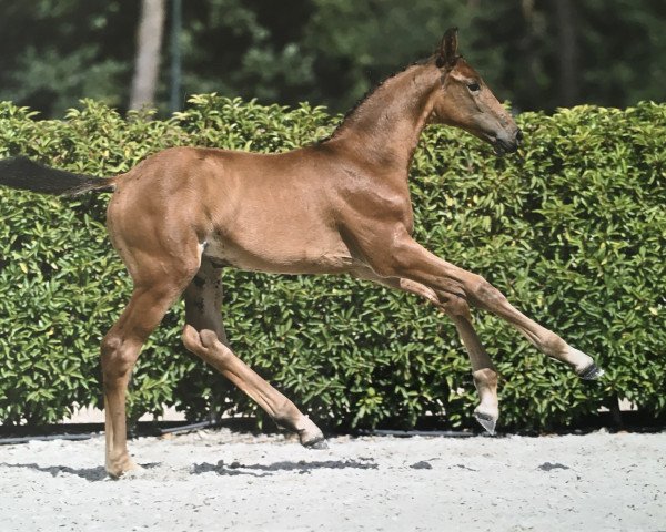 jumper Twithney d'Argilla Z (Zangersheide riding horse, 2023, from Taloubet Z)