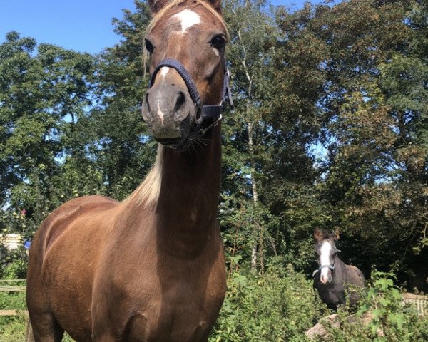 Zuchtstute Trefriw Ellie May (Welsh Pony (Sek.B), 2007, von Trefriw Duke)